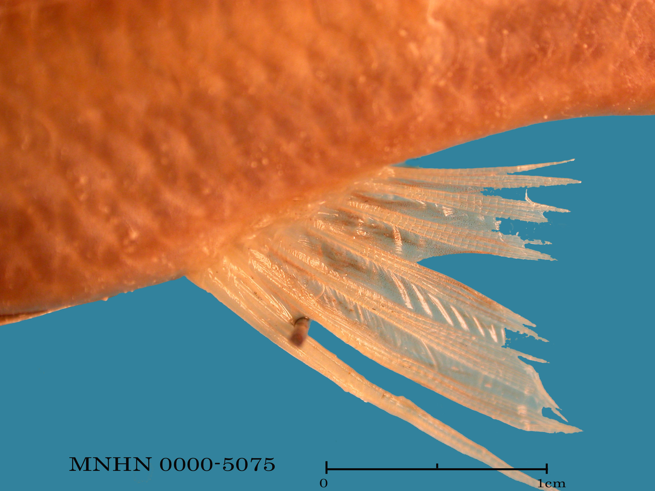 Sarcocheilichthys sinensis sinensis Bleeker, 1871